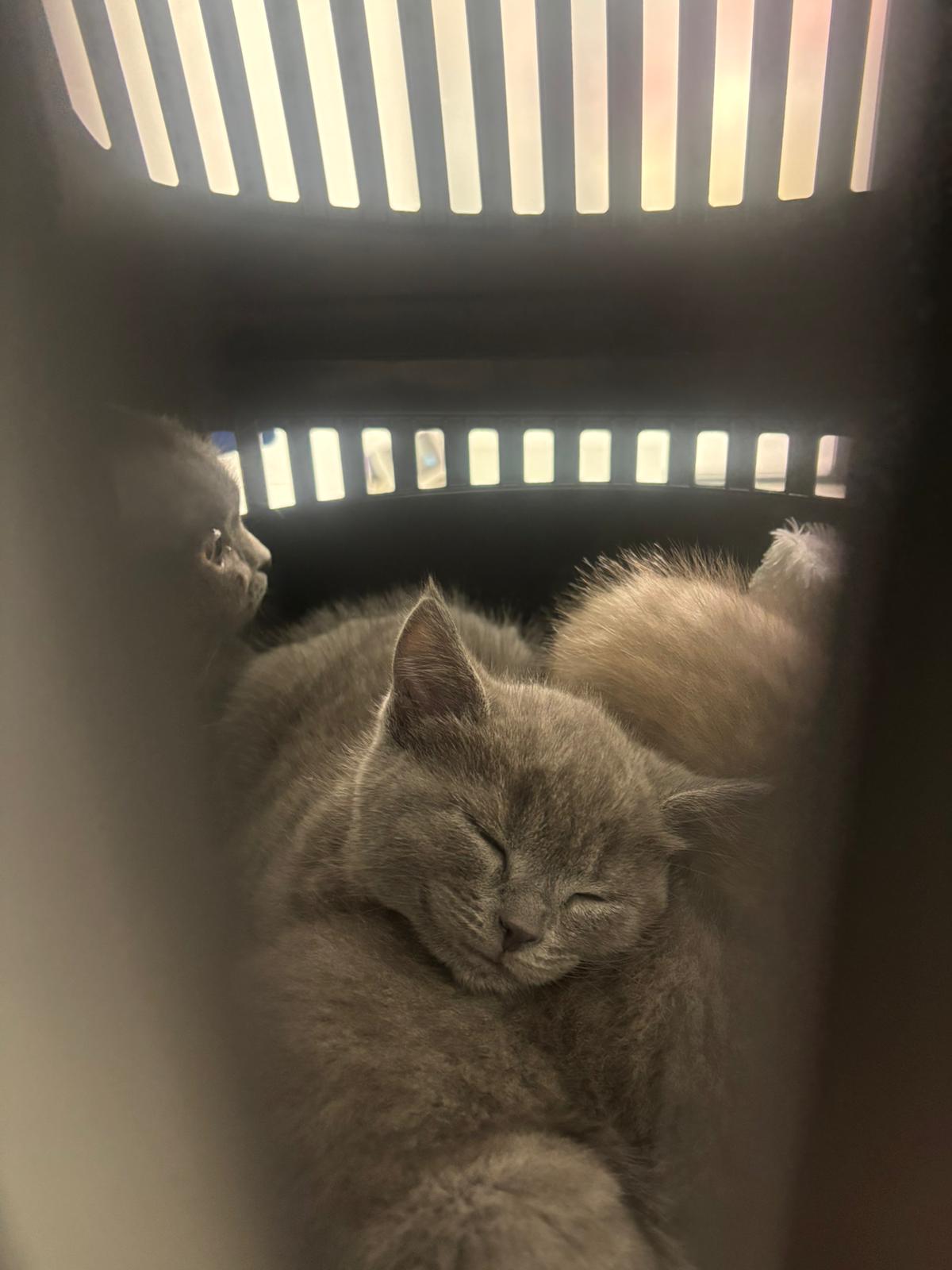 Sam-Vet Veteriner Kliniği görseli 7